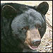 Black Bear