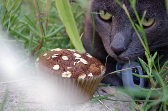 My Cat And A Bran Muffin