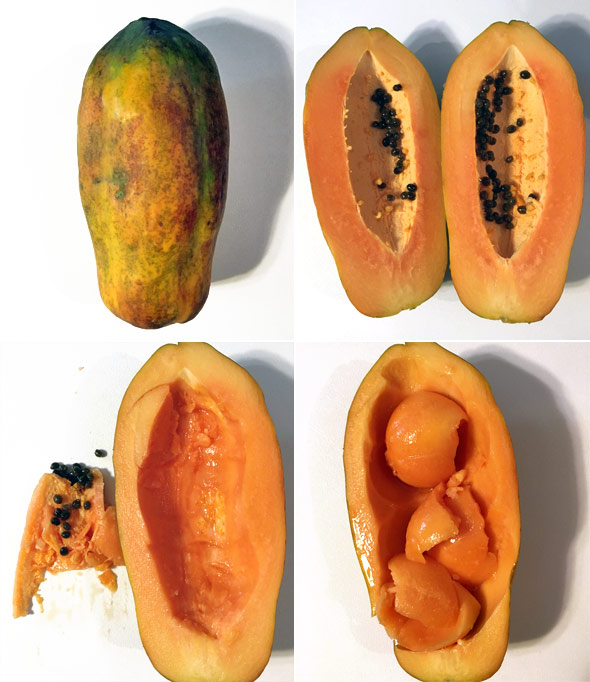 Preparing a Papaya