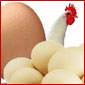 Brown Eggs Vs White Eggs