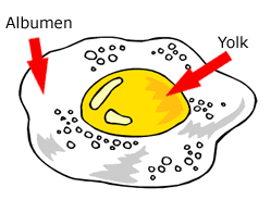 Albumen & Yolk