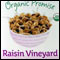 Raisin Vineyard