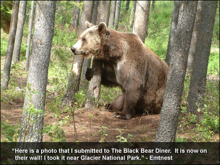 Black Bear